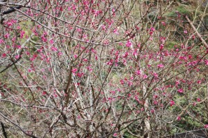 20150227紅梅コウバイ　鹿児島紅 (3)